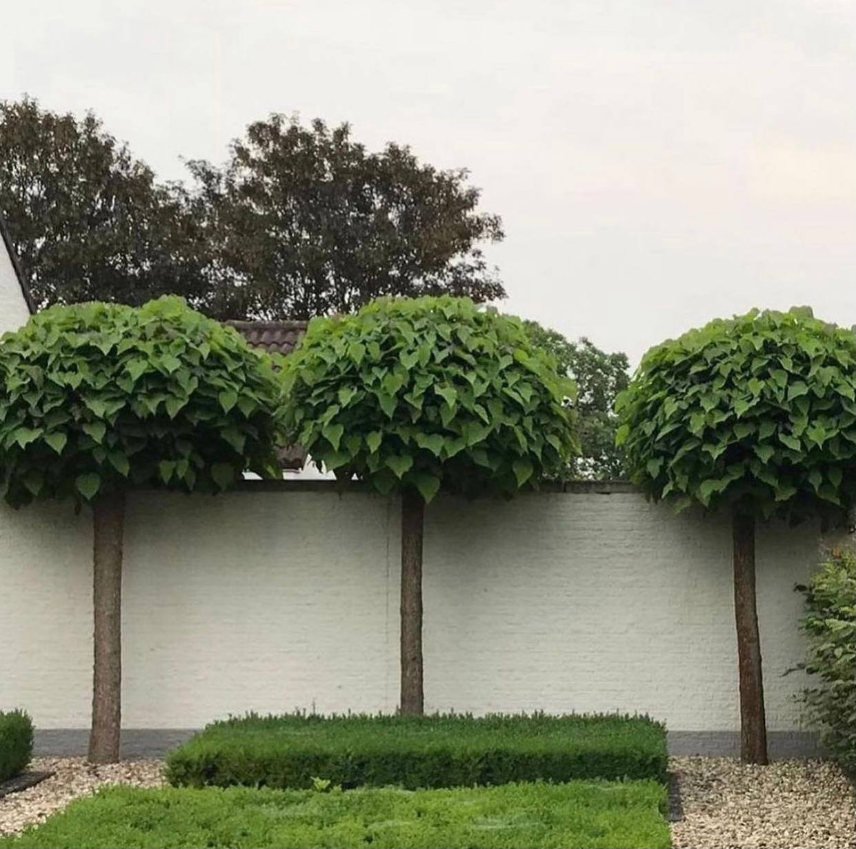 Catalpa Nana - imagine 4