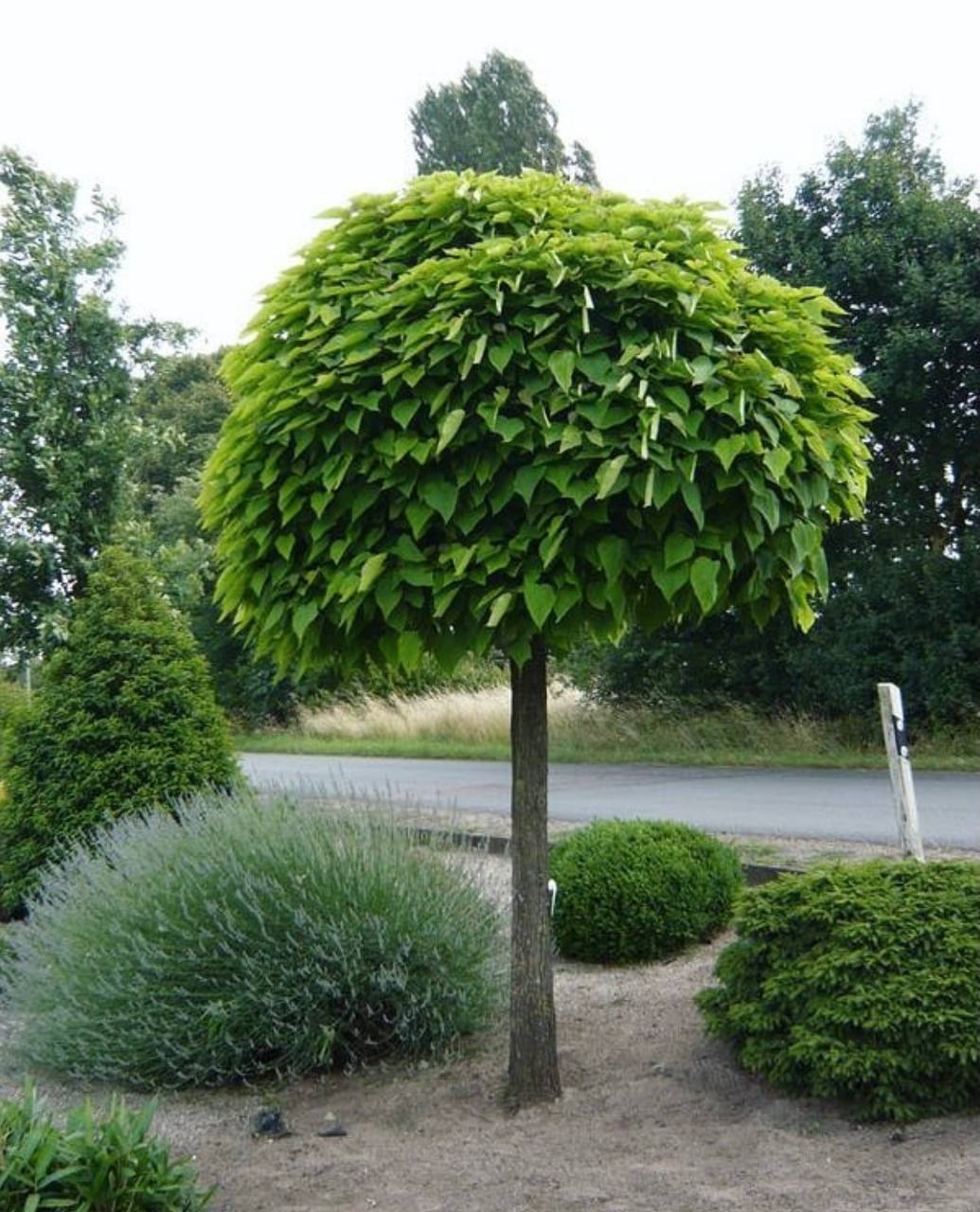 Catalpa Nana - imagine 3