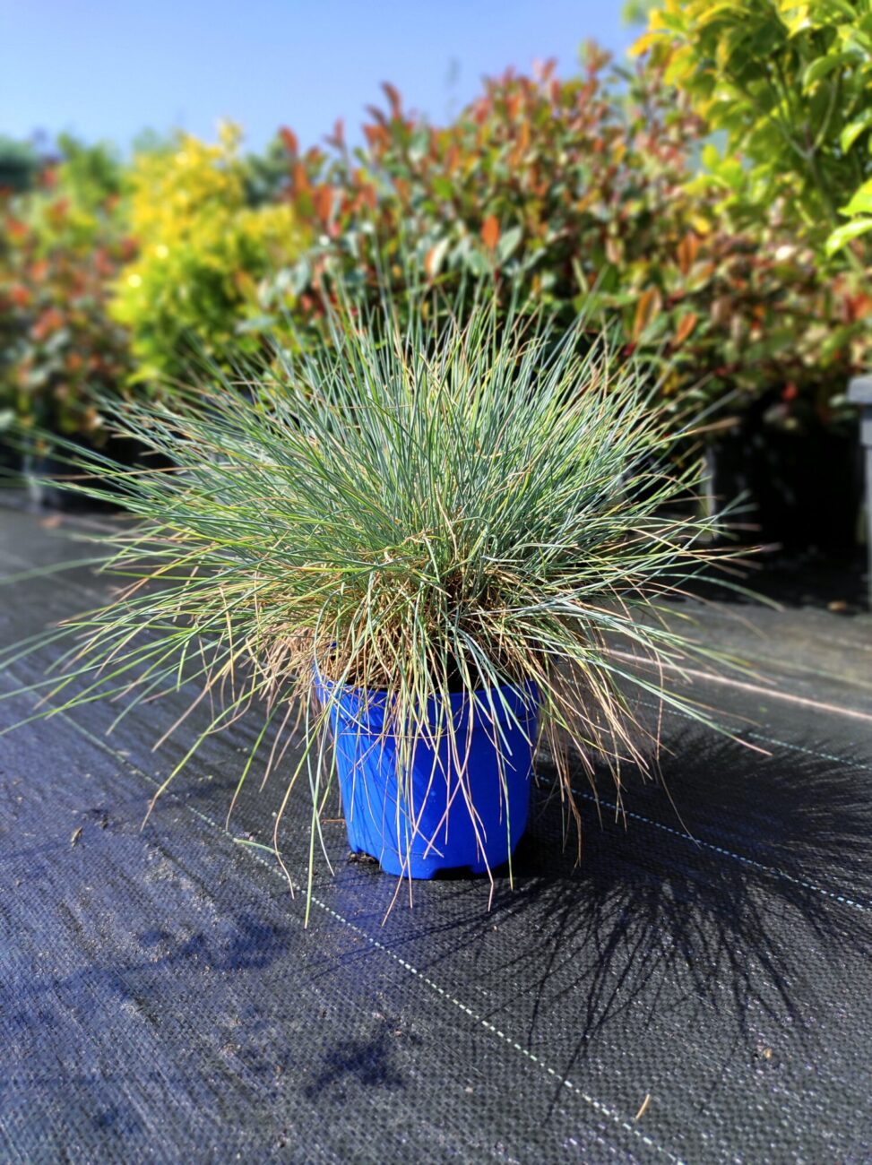 Festuca albastră