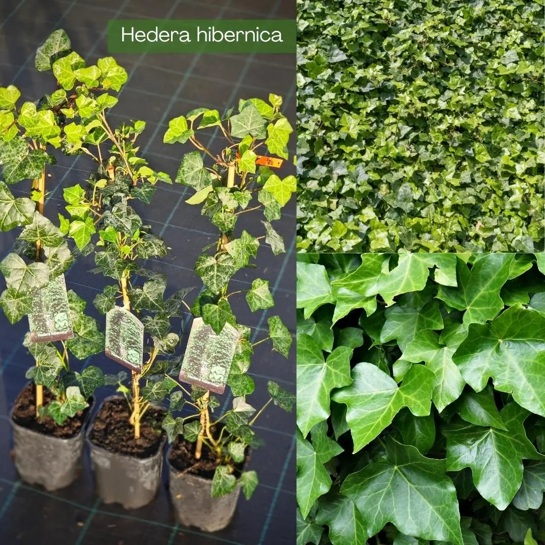 Iederă Hibernica - imagine 3