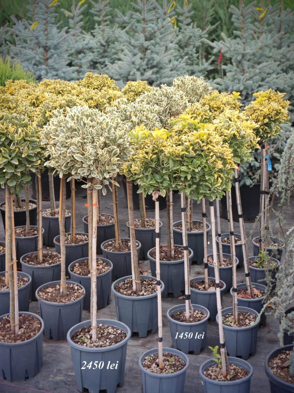 Euonymus Aureus  pe picior - 120cm