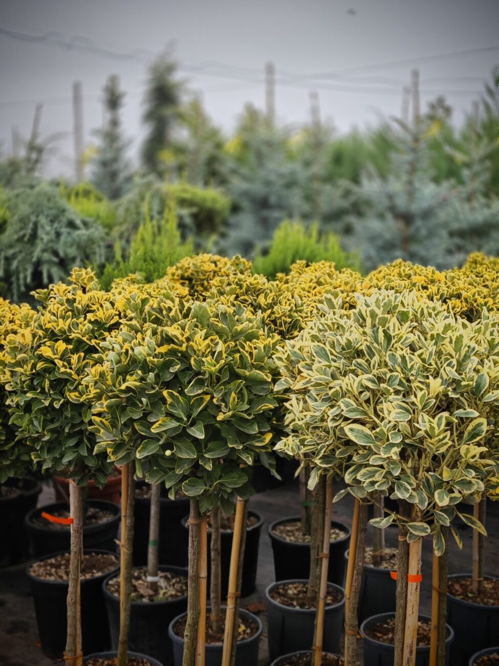 Euonymus Aureus pe picior - imagine 2
