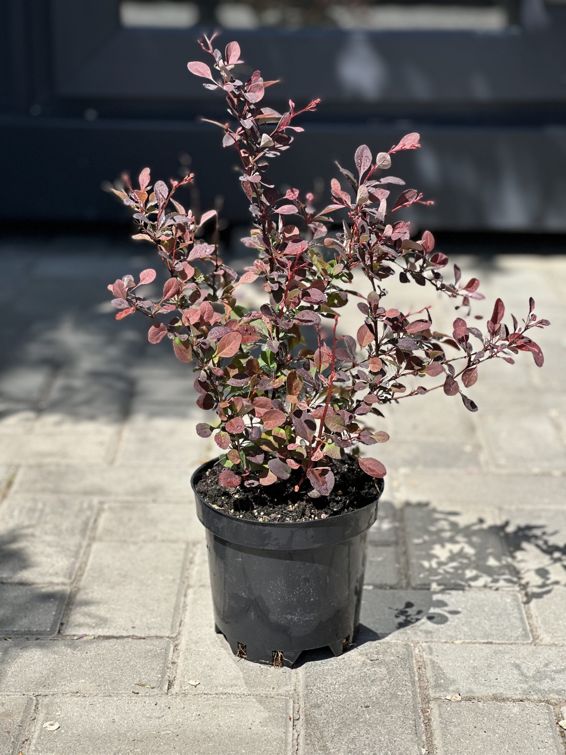 Barbaris Rose Glow