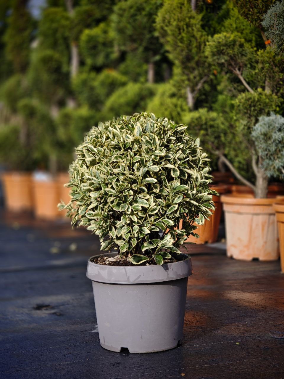 Euonymus Bravo glob