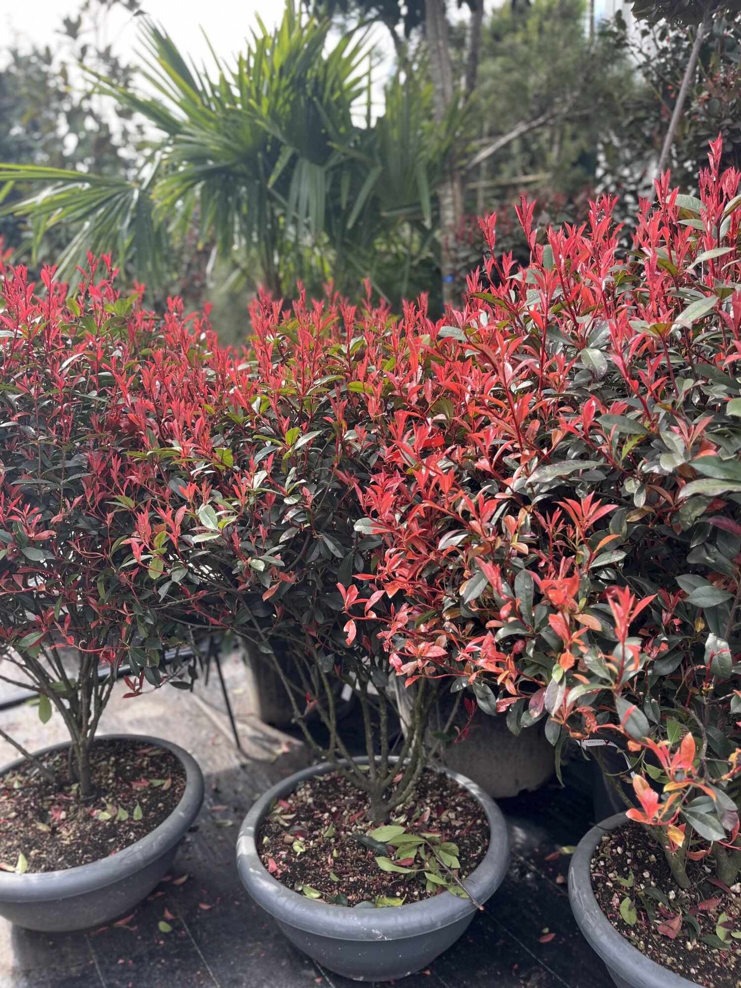 Photinia Fraseri Carre Rouge Multitronco - imagine 3