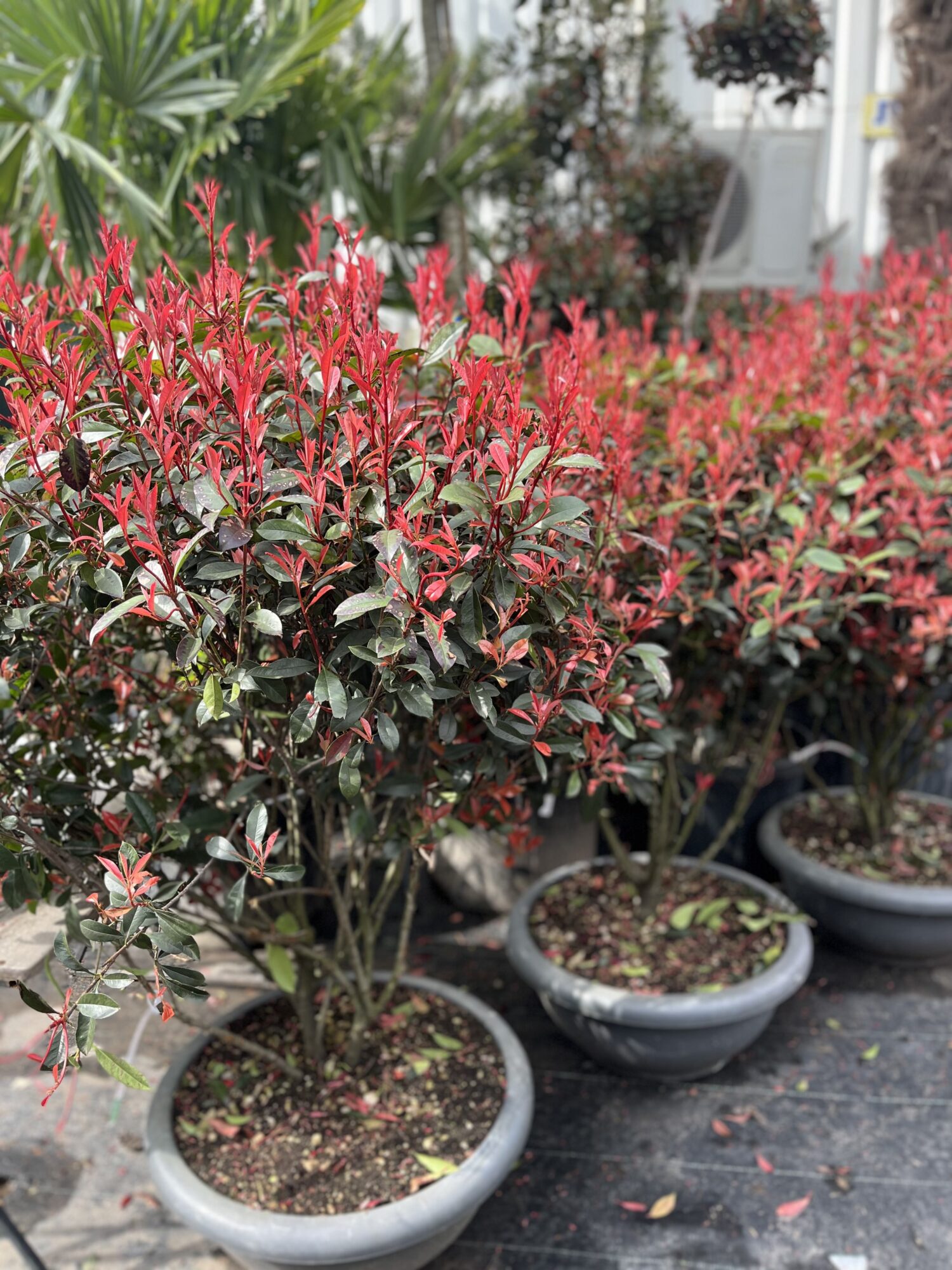 Photinia Fraseri Carre Rouge Multitronco