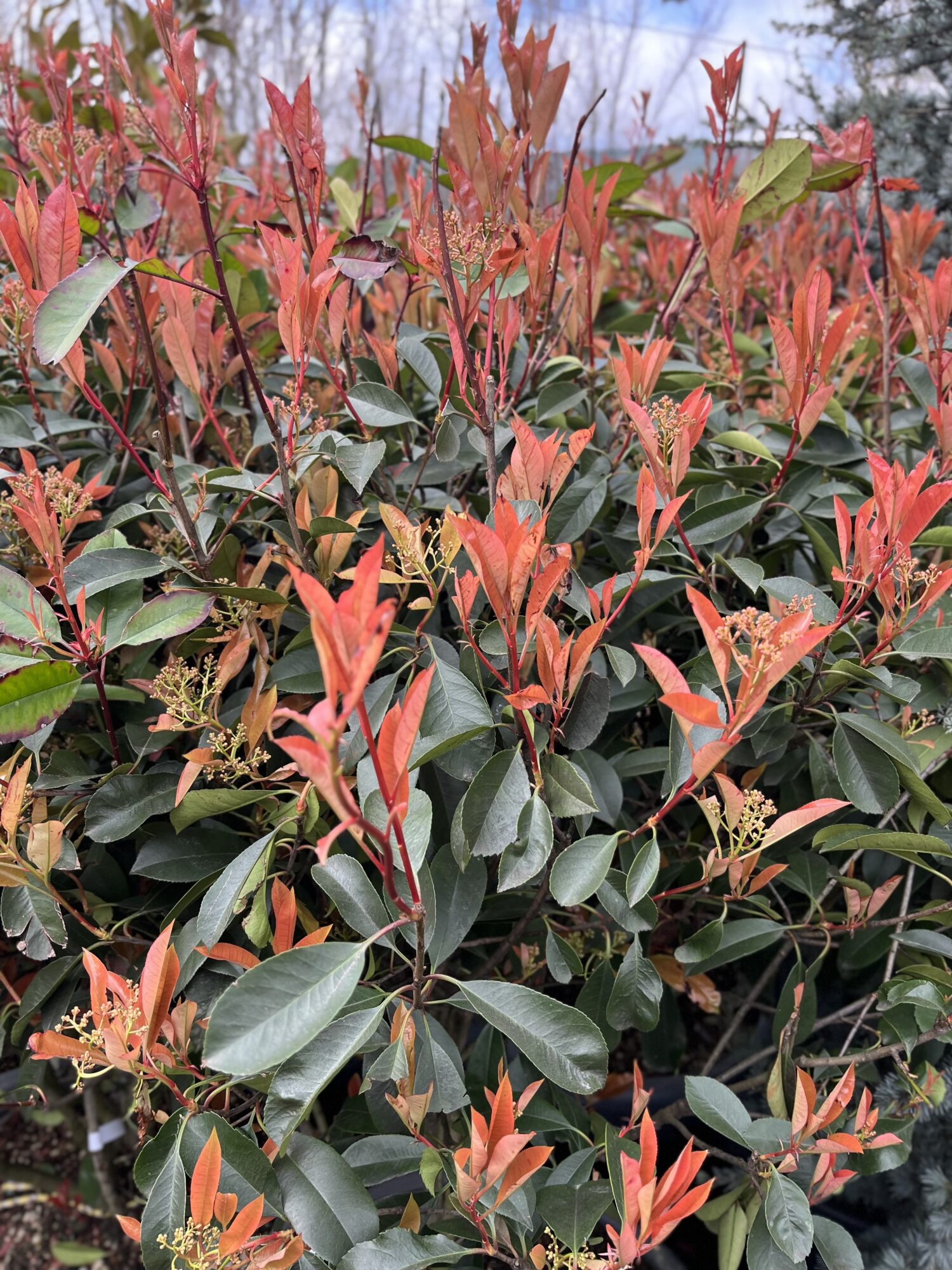 Photinia Serrulata Multi-tronco