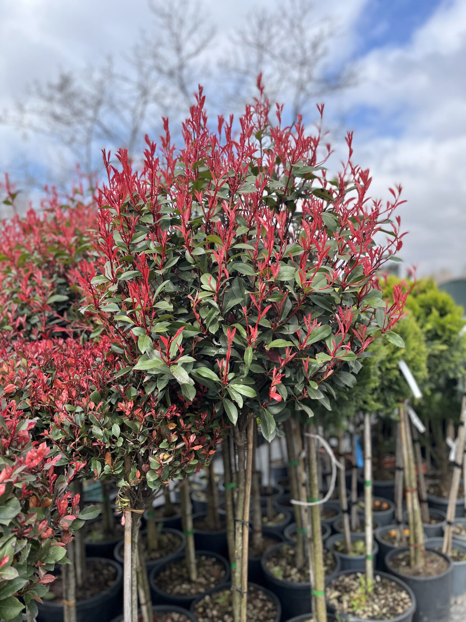 Photinia Fraseri Carre Rouge Copac