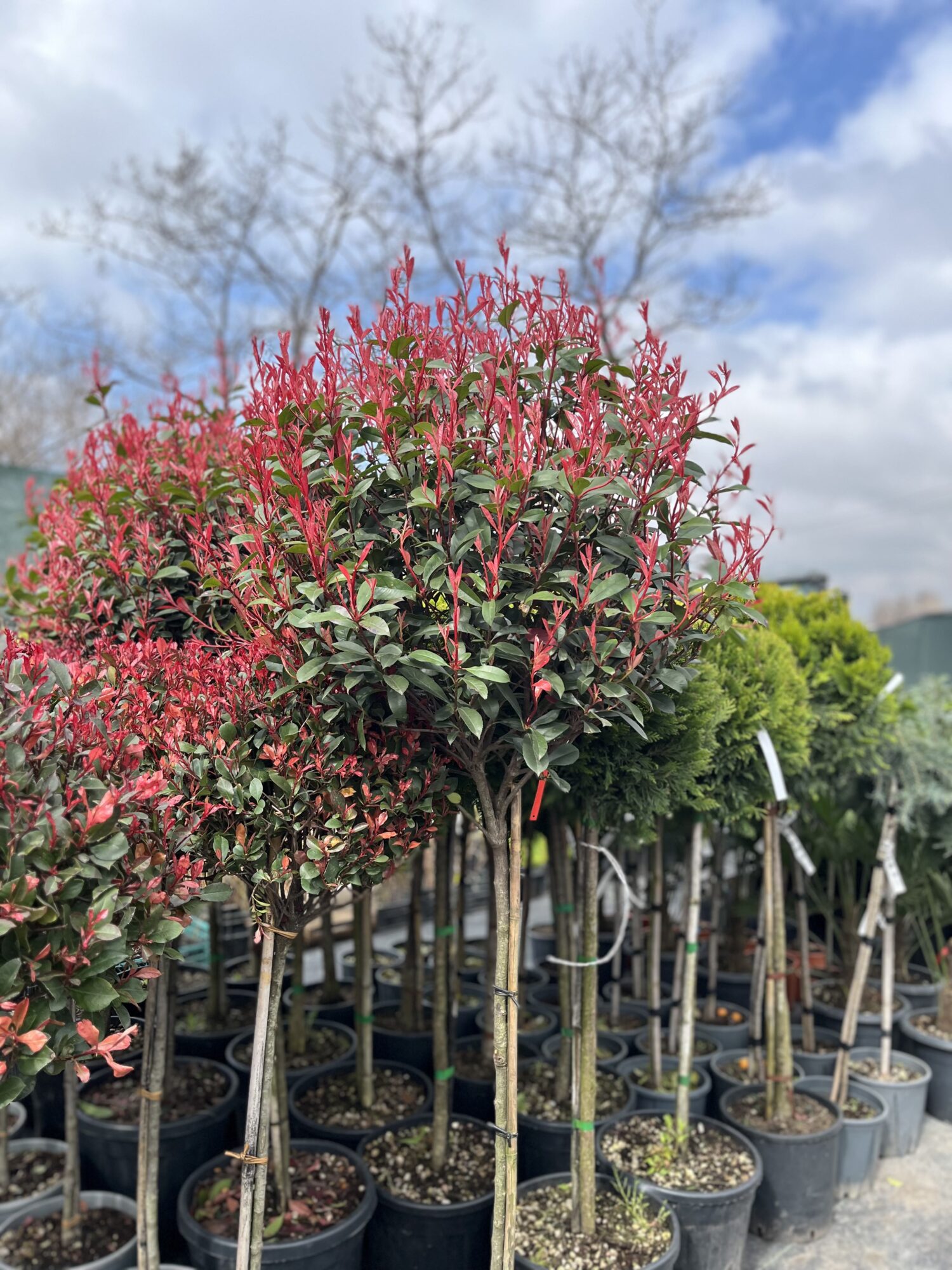 Photinia Fraseri Carre Rouge Copac - imagine 2