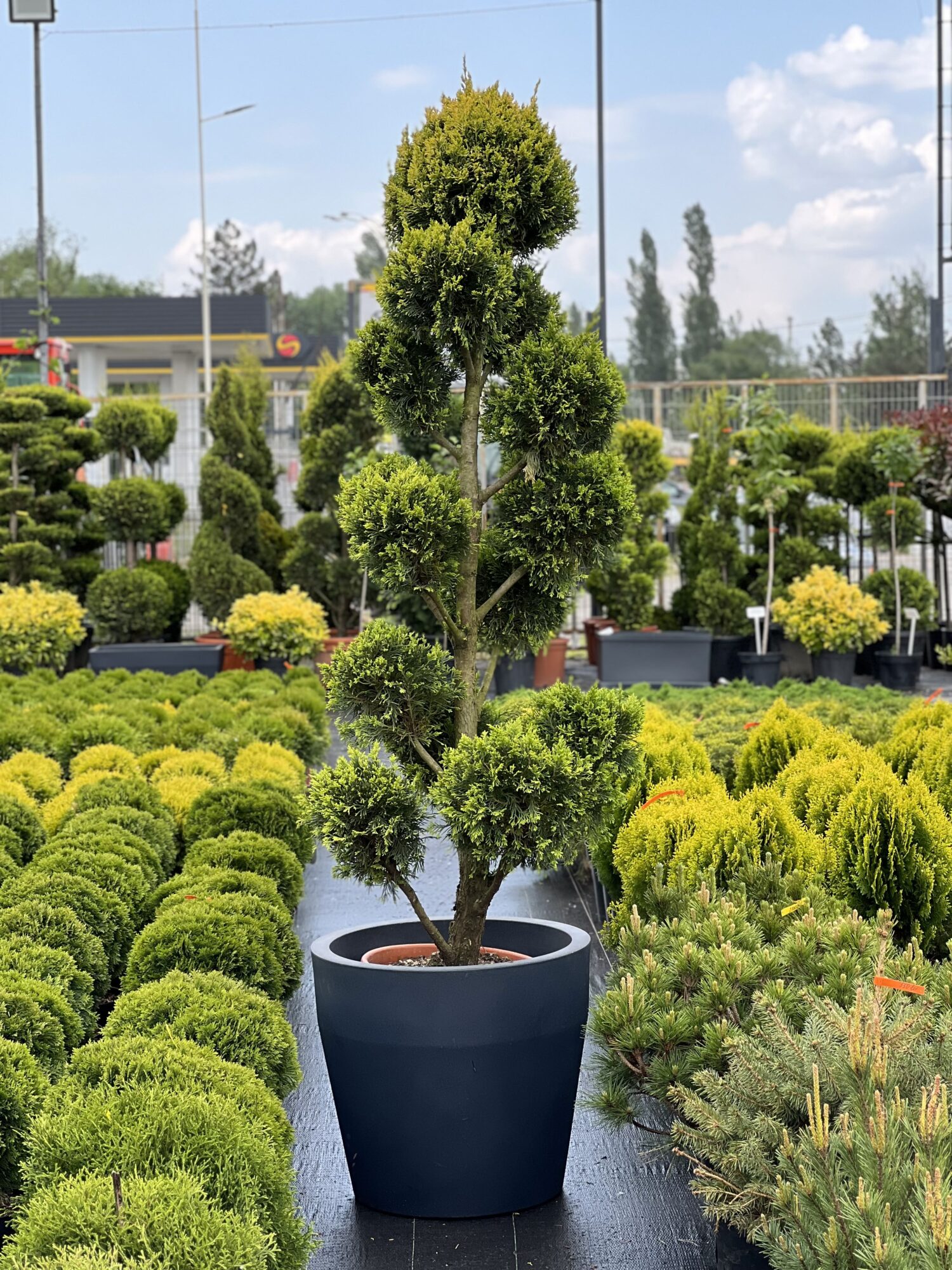 Leylandii aurii PomPom