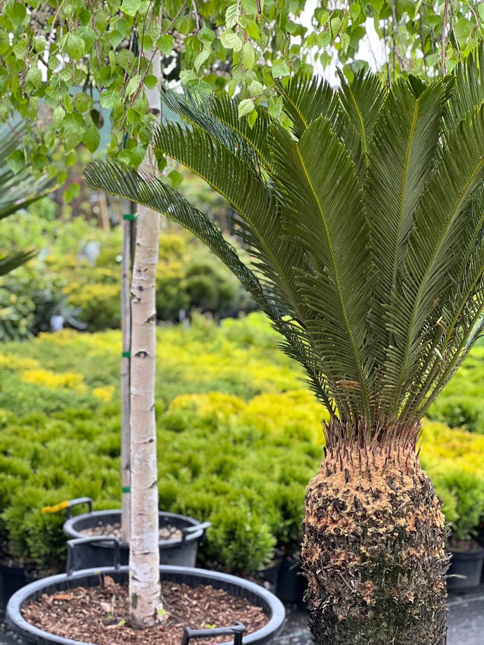 Palmier Cycas - imagine 3