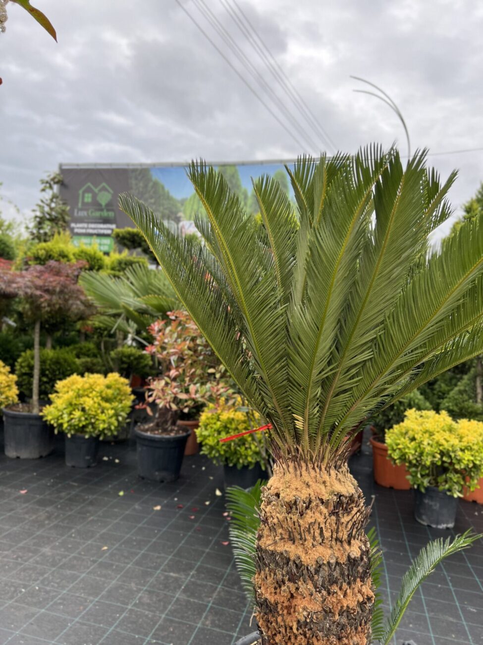 Palmier Cycas - imagine 4