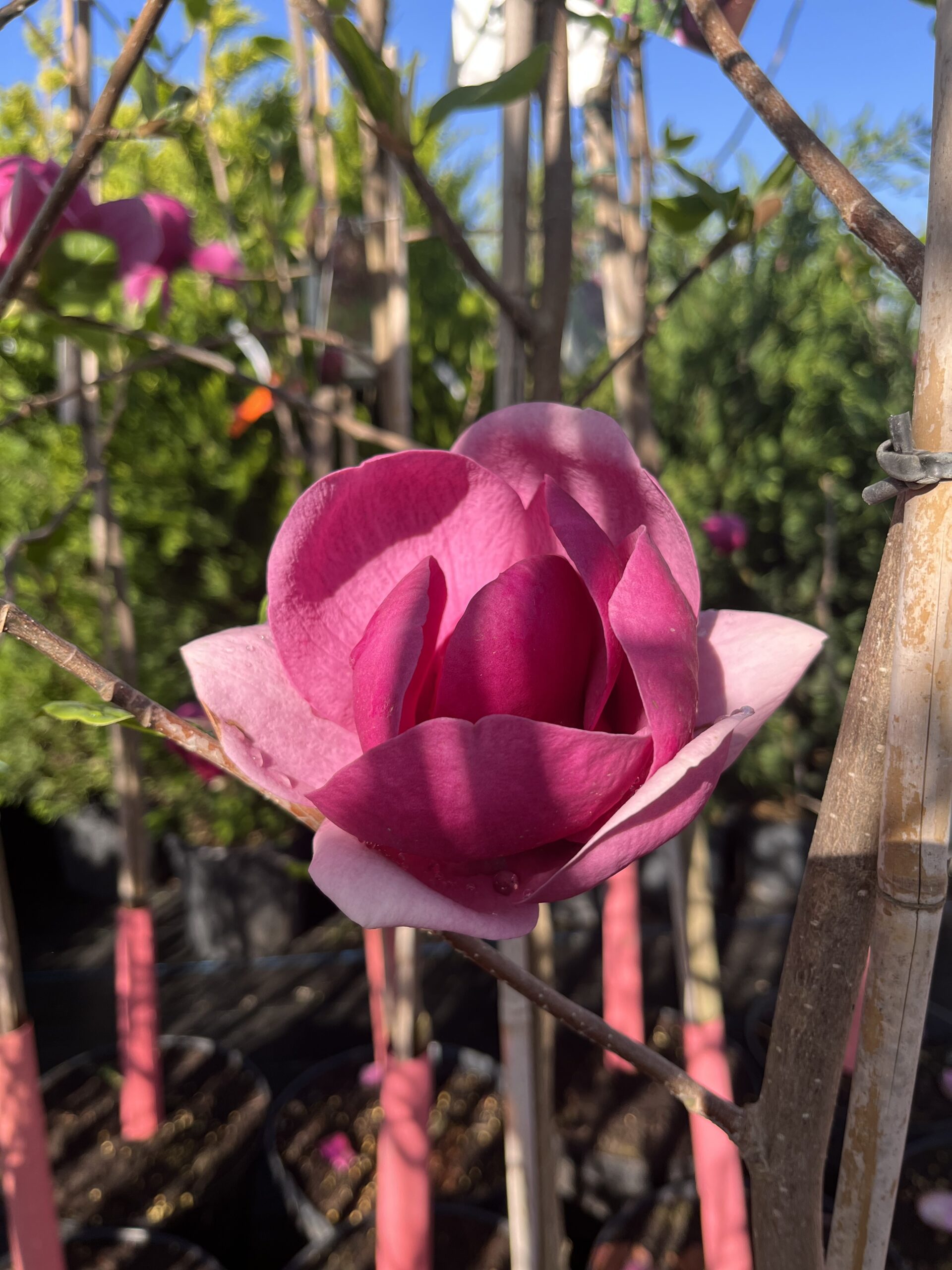 Magnolia Black Tulip - imagine 3
