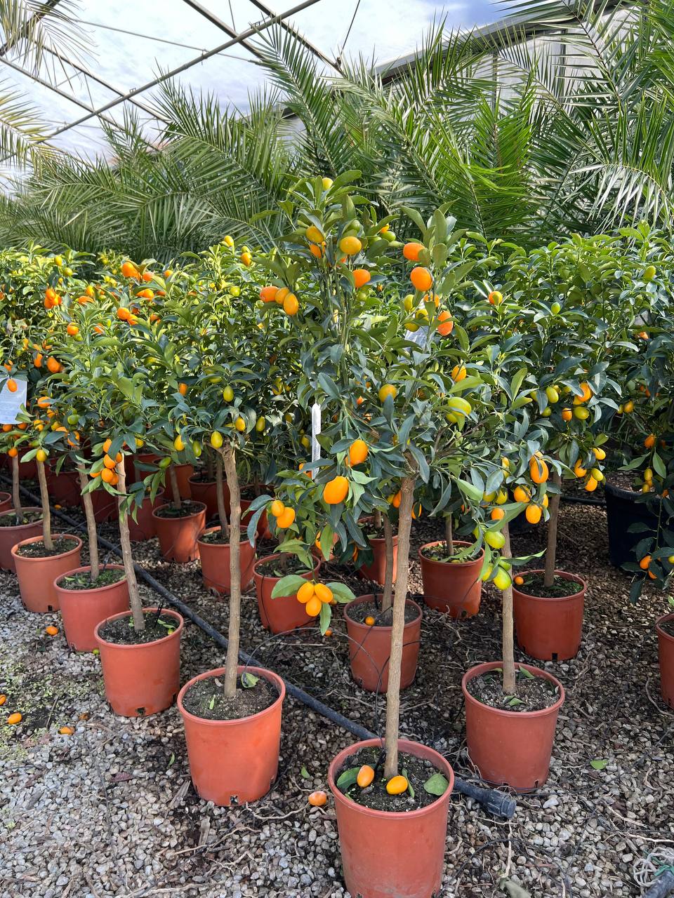 Kumquat Nagami - imagine 3