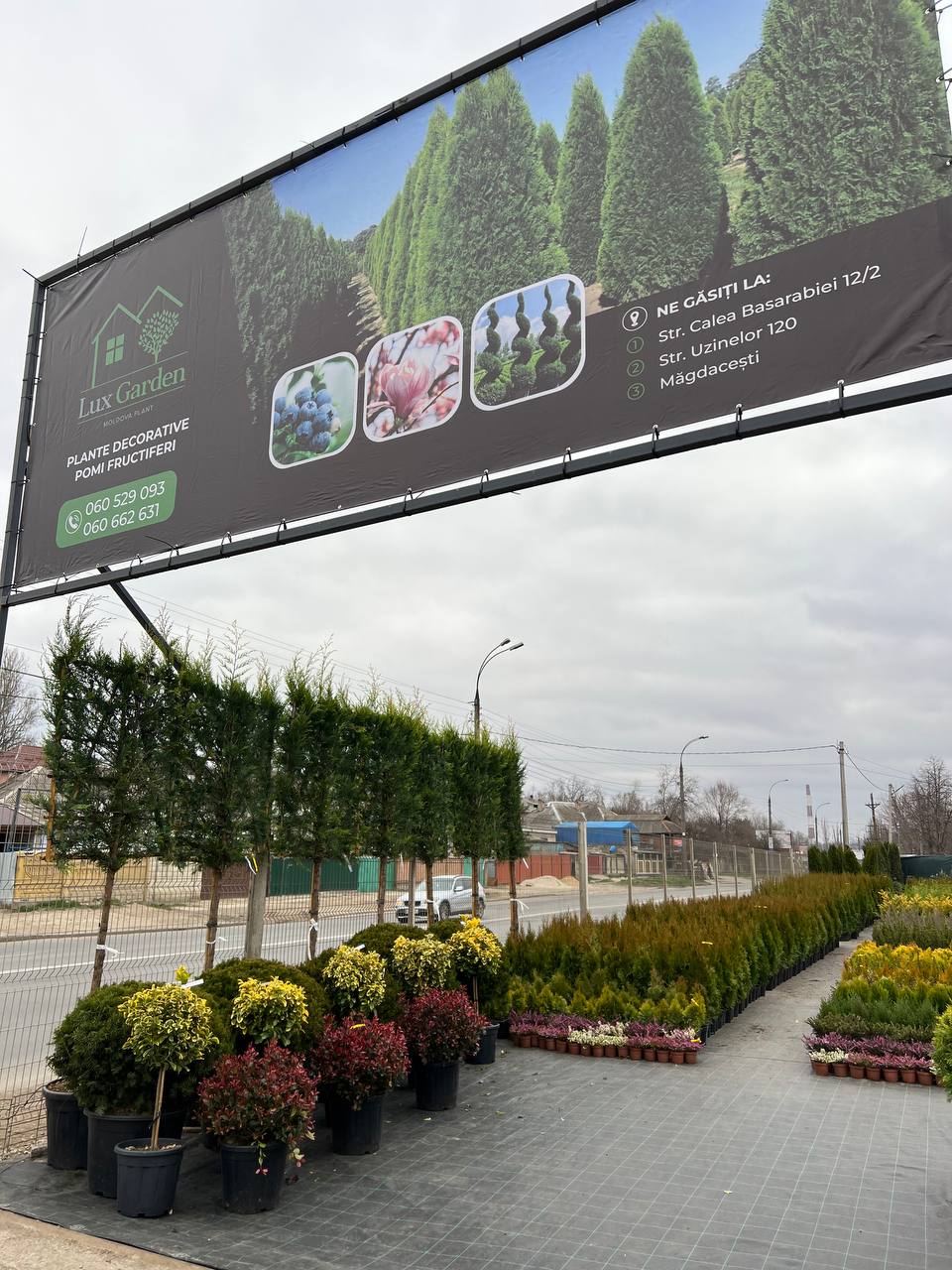 Leylandii spaliera - imagine 3
