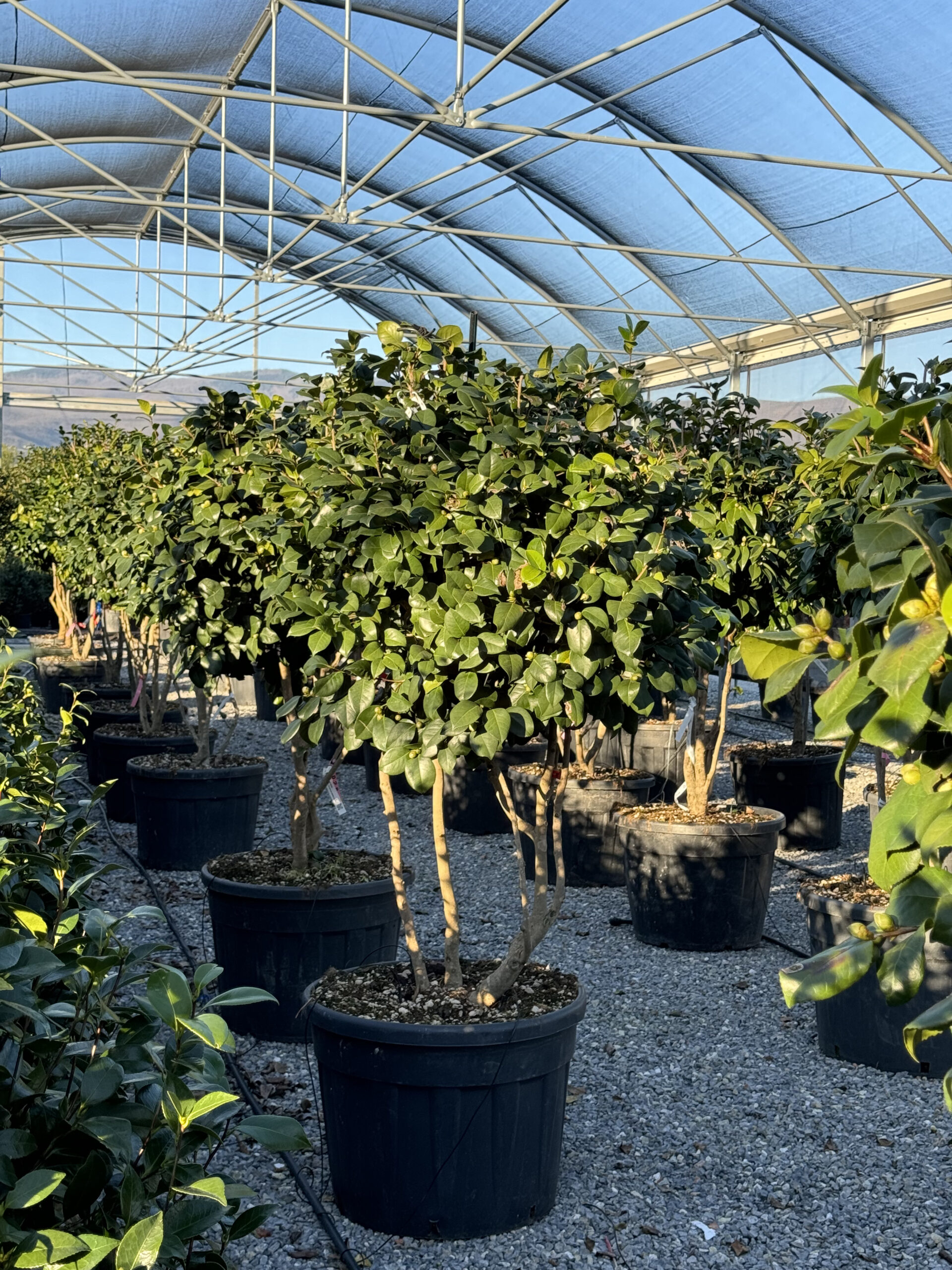 Camelia Japonica multitronco