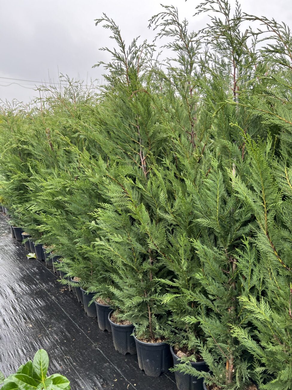 Chiparos leylandii - imagine 5