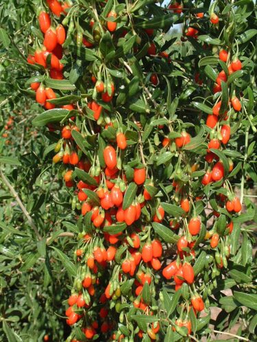 Lycium barbarum Wolfberries China 7 05 Lycium barbarum Wolfberries China 7 05
