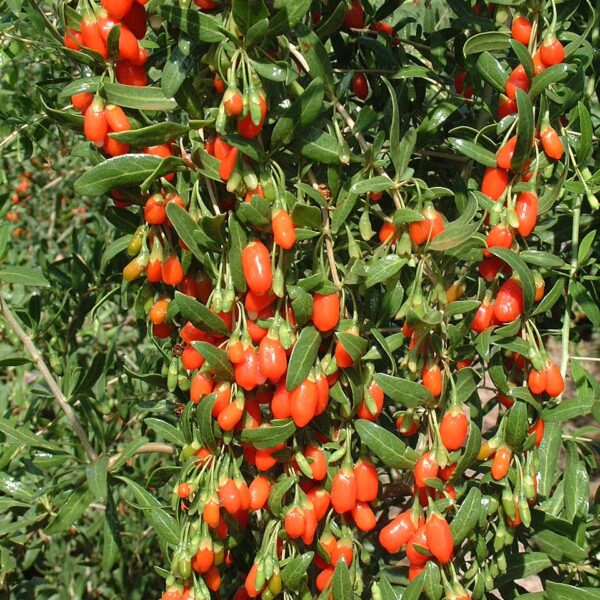 Lycium barbarum Wolfberries China 7 05 Lycium barbarum Wolfberries China 7 05