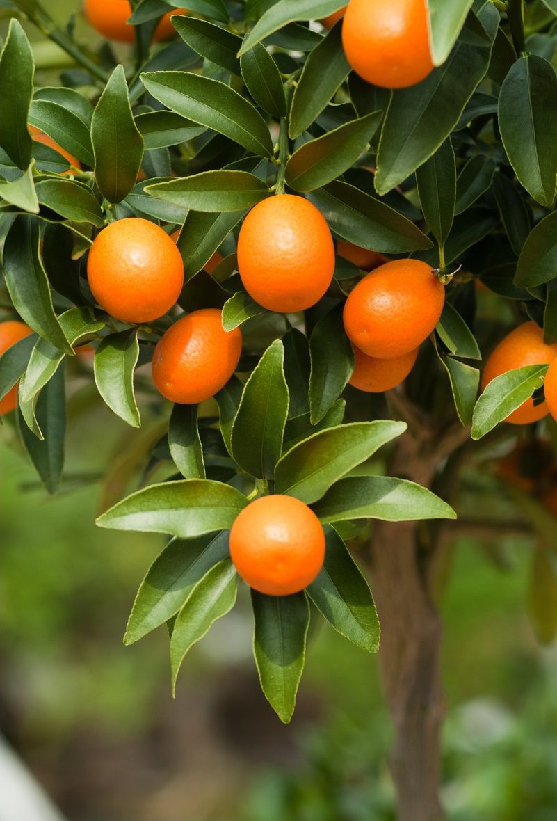 Kumquat Margarita