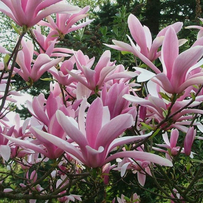Magnolia Betty - imagine 3