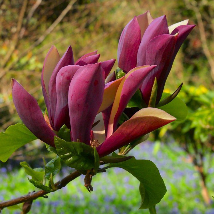 Magnolia Black Beauty