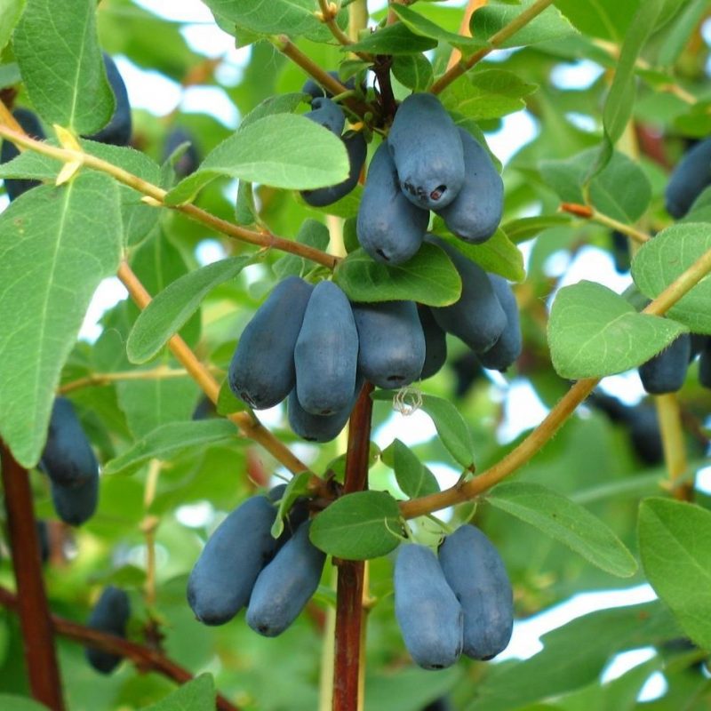 Lonicera Czelabinca