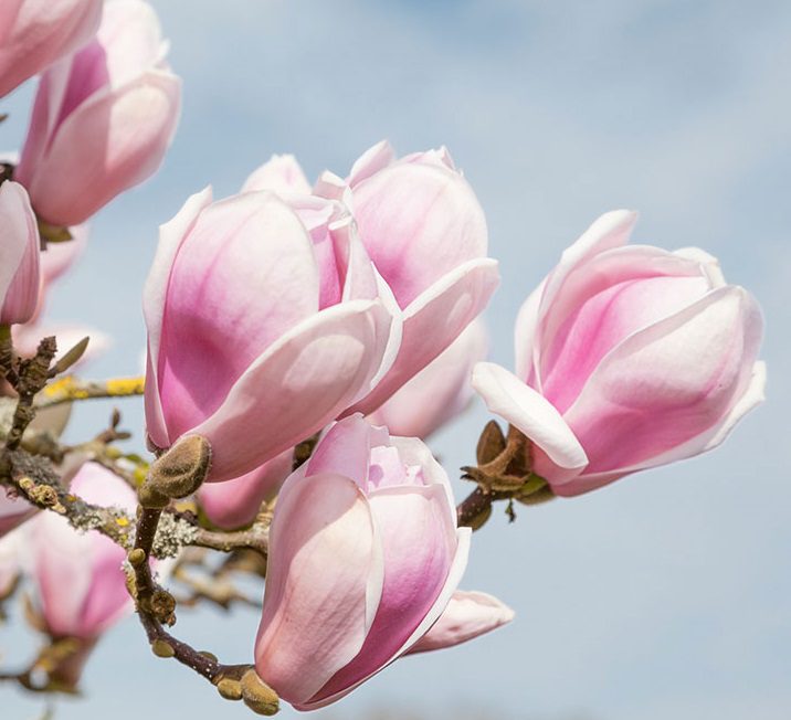 Magnolia Soulangeana Superba
