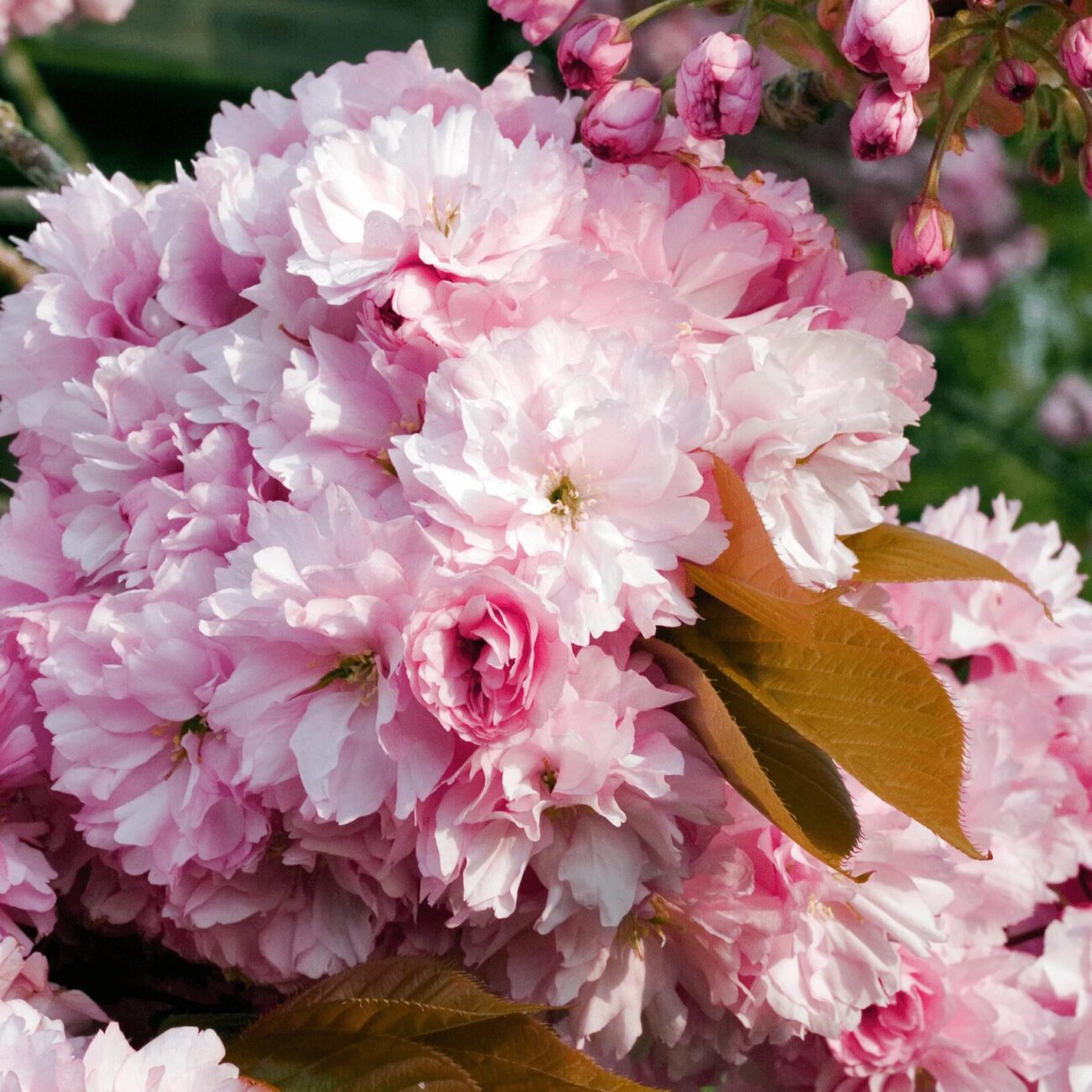 Sakura Pink Perfection