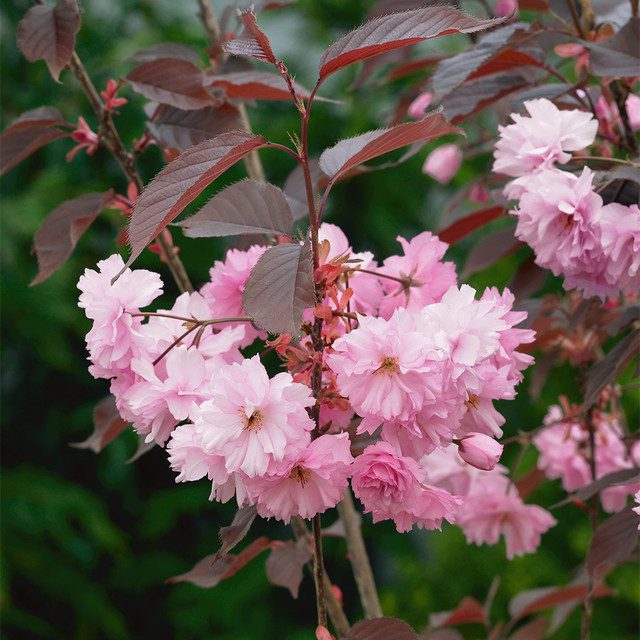 Sakura cu frunza roșie