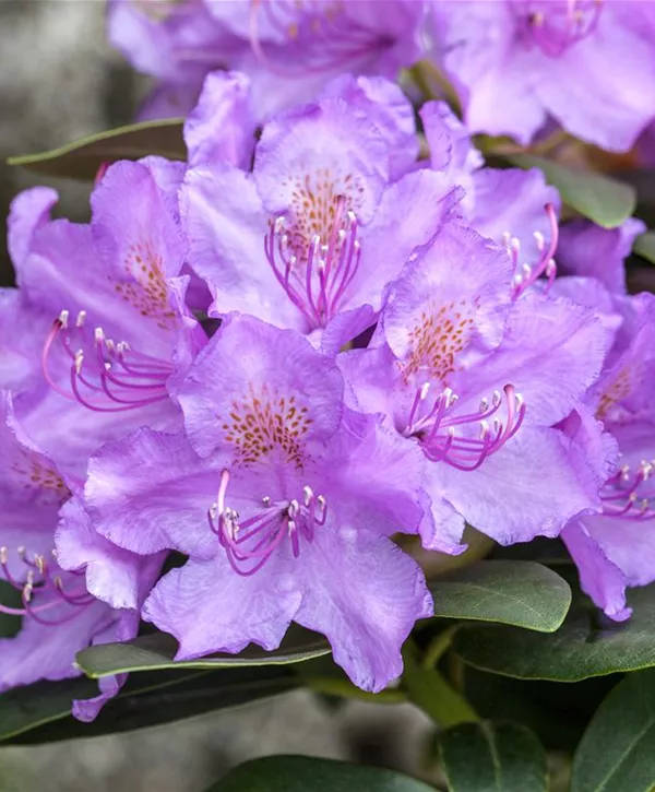 Rododendron Hybrid Alfred