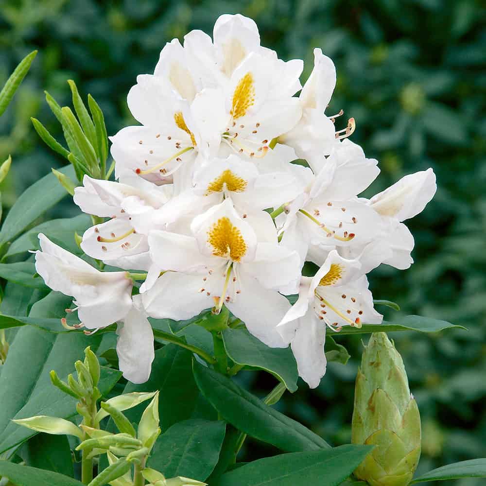 Rododendron Madame Masson - imagine 6