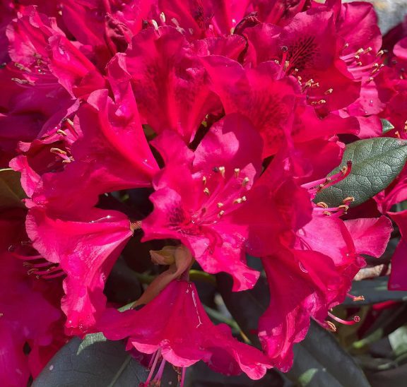 Rododendron Nowa Zembla - imagine 4