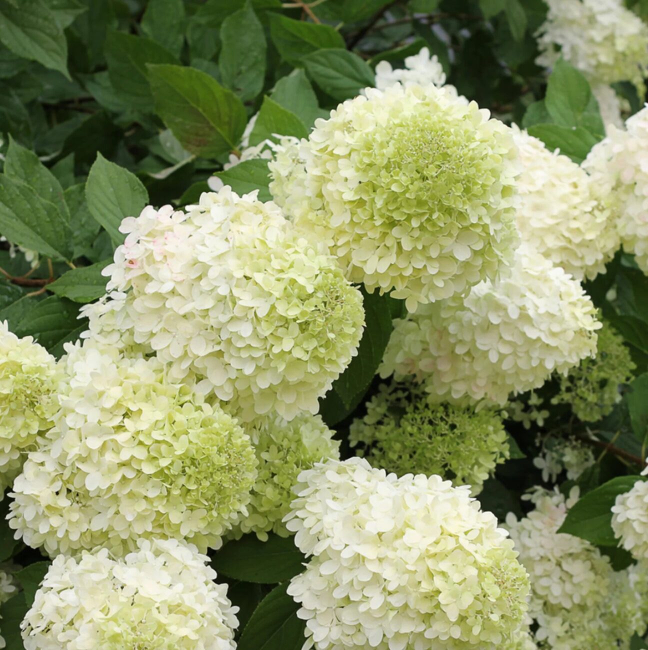Hortensia Limelight - imagine 3