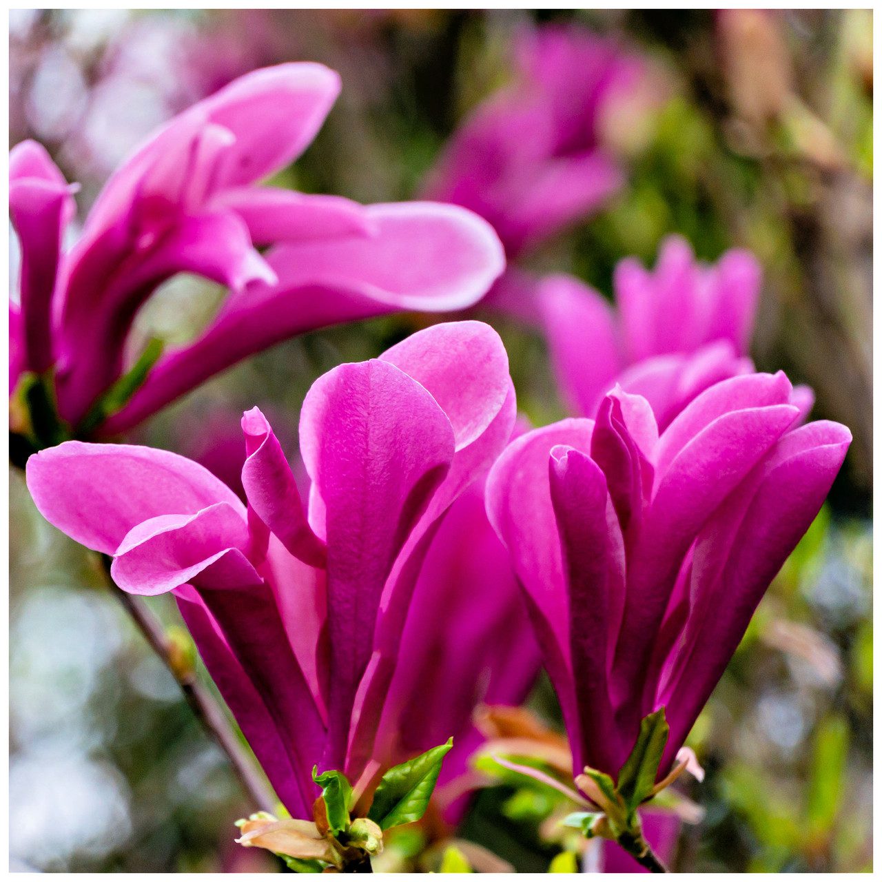 Magnolia Susan