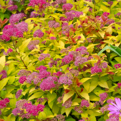 Spiraea japonica Magic Carpet 0016628 2 23312 Spiraea japonica Magic Carpet 0016628 2 23312