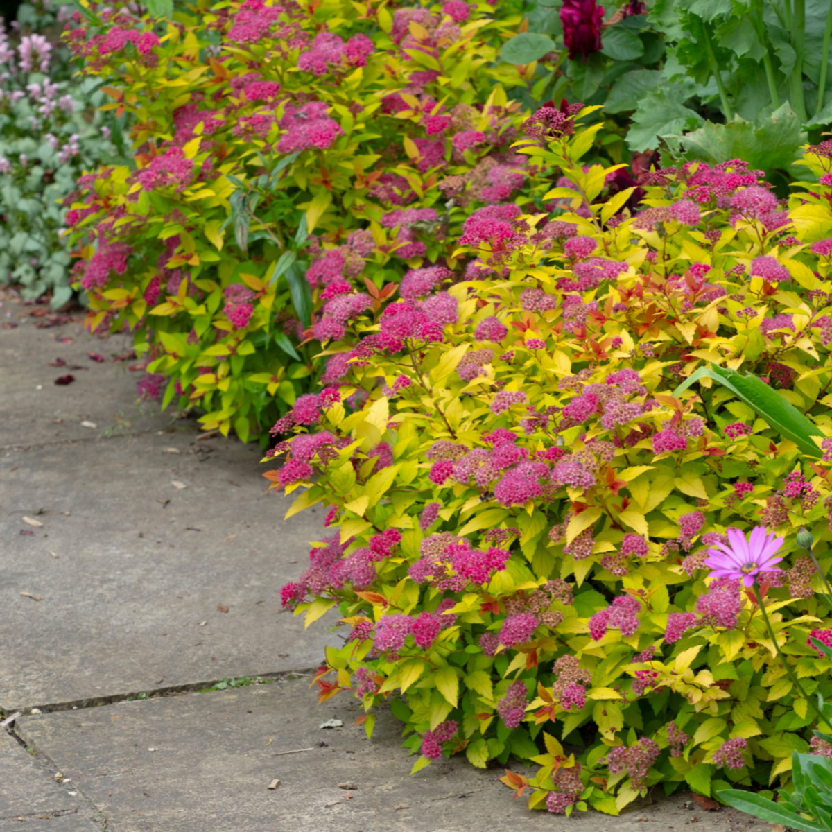 Spiraea japonica Magic Carpet 0016628 92530 Spiraea japonica Magic Carpet 0016628 92530