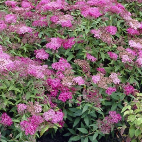 Spirea japonica crispa Spirea japonica crispa