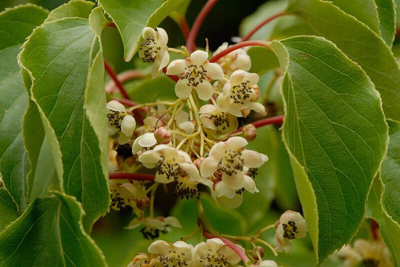 Mini-kiwi Zapylacz (mascul)