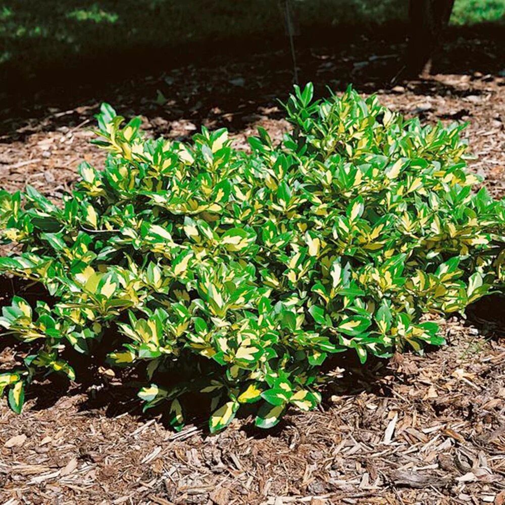 Euonymus Sunspot - imagine 2