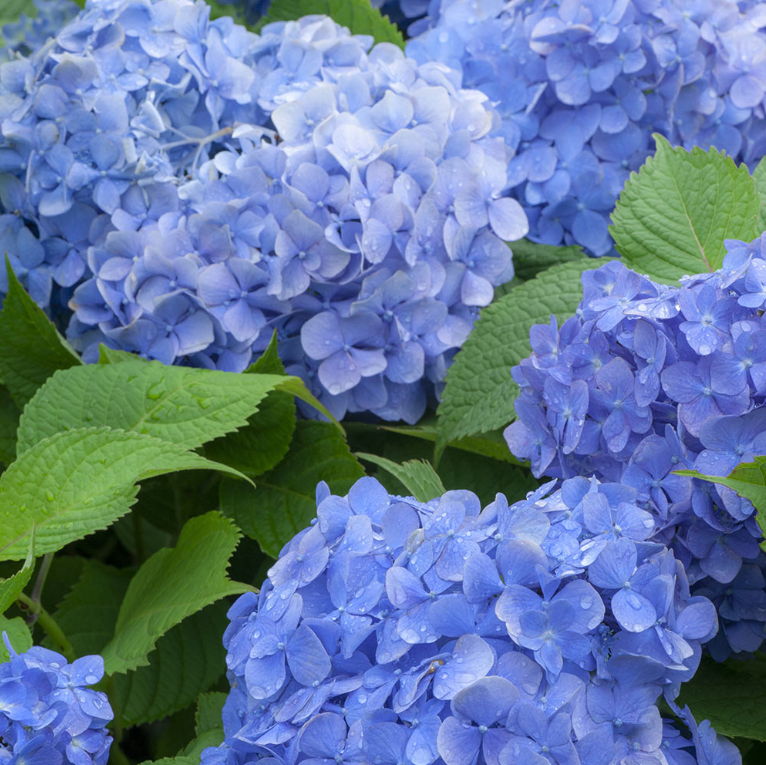 Hortensia Bodensee - imagine 3
