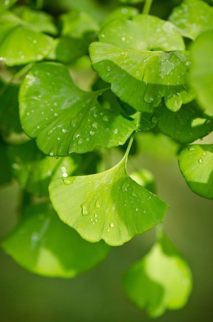 Ginkgo Biloba Blagon