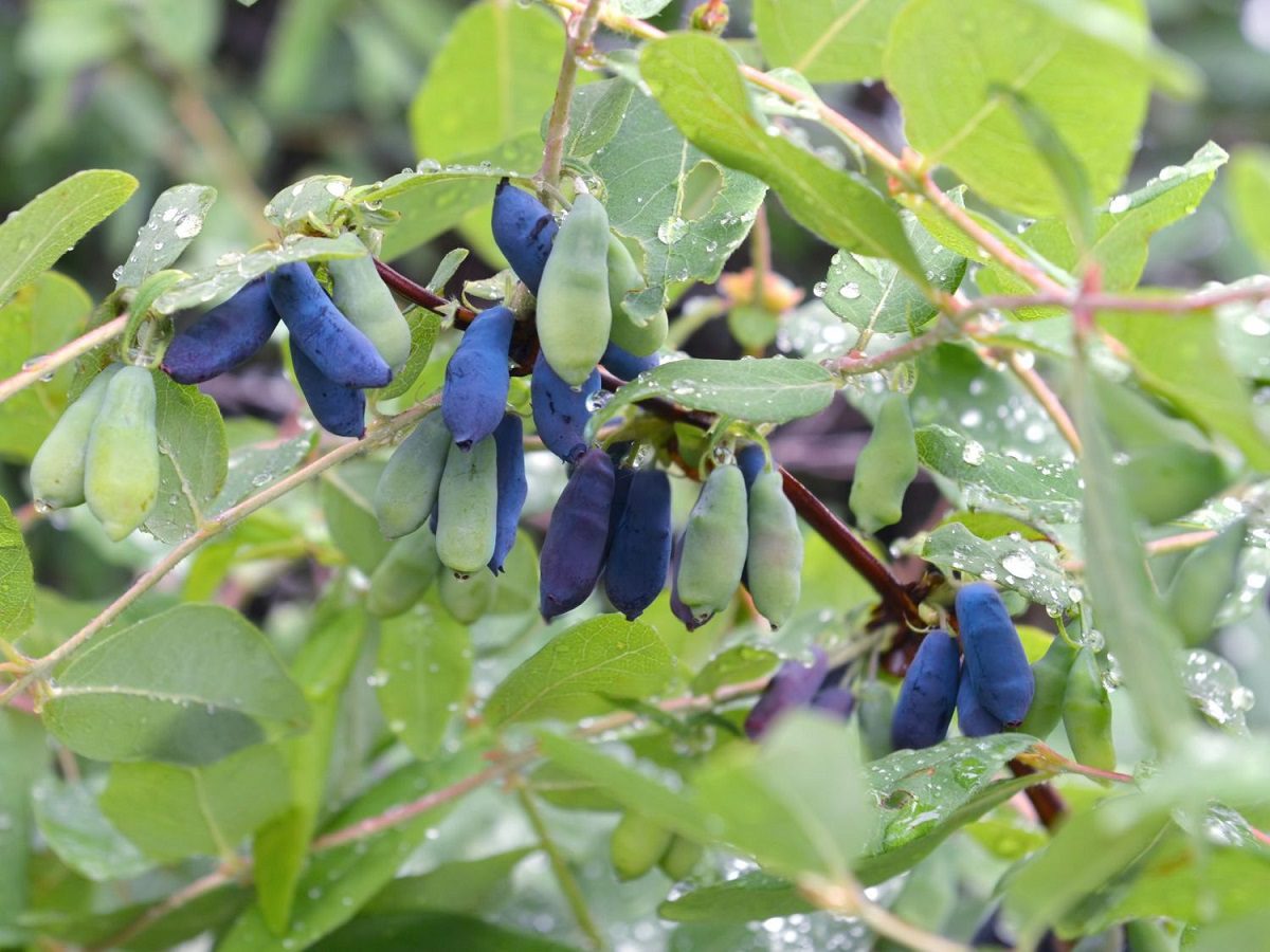 Lonicera Morena