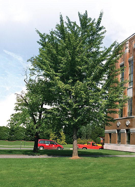 Ginkgo Biloba (arborele pagodelor) - imagine 3