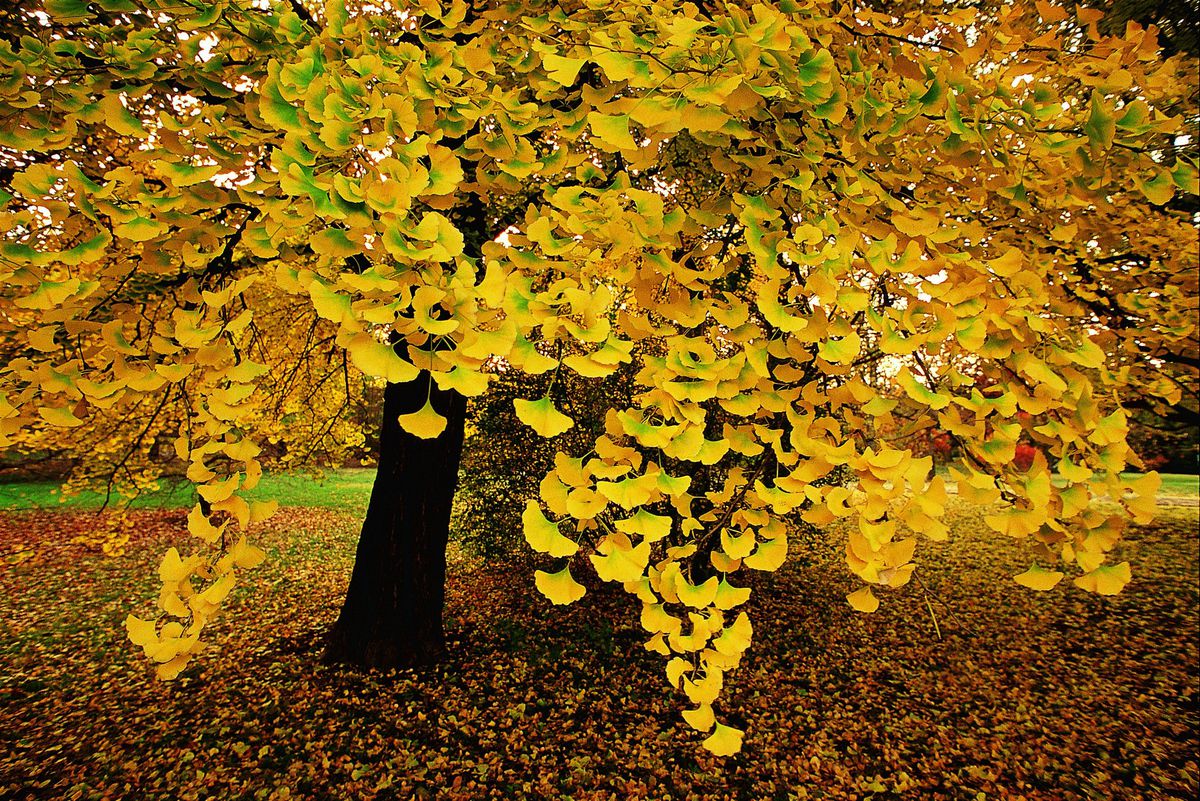 Ginkgo Biloba (arborele pagodelor) - imagine 4