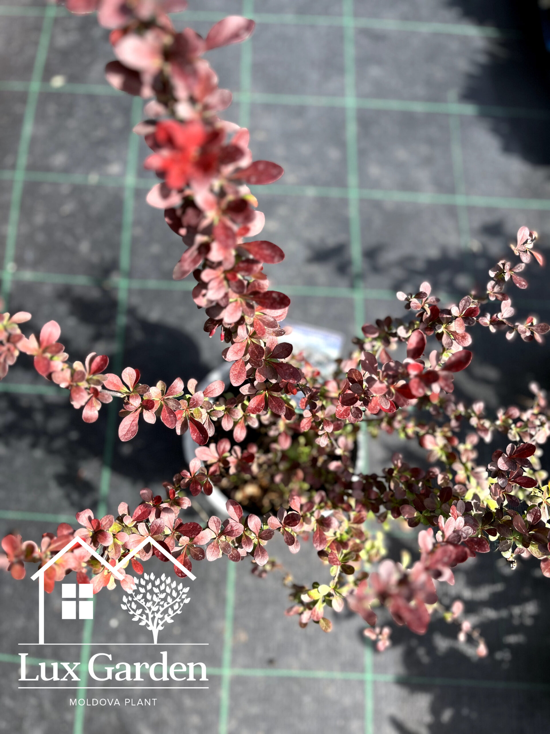 Barbaris Dart`s Red Lady - imagine 3