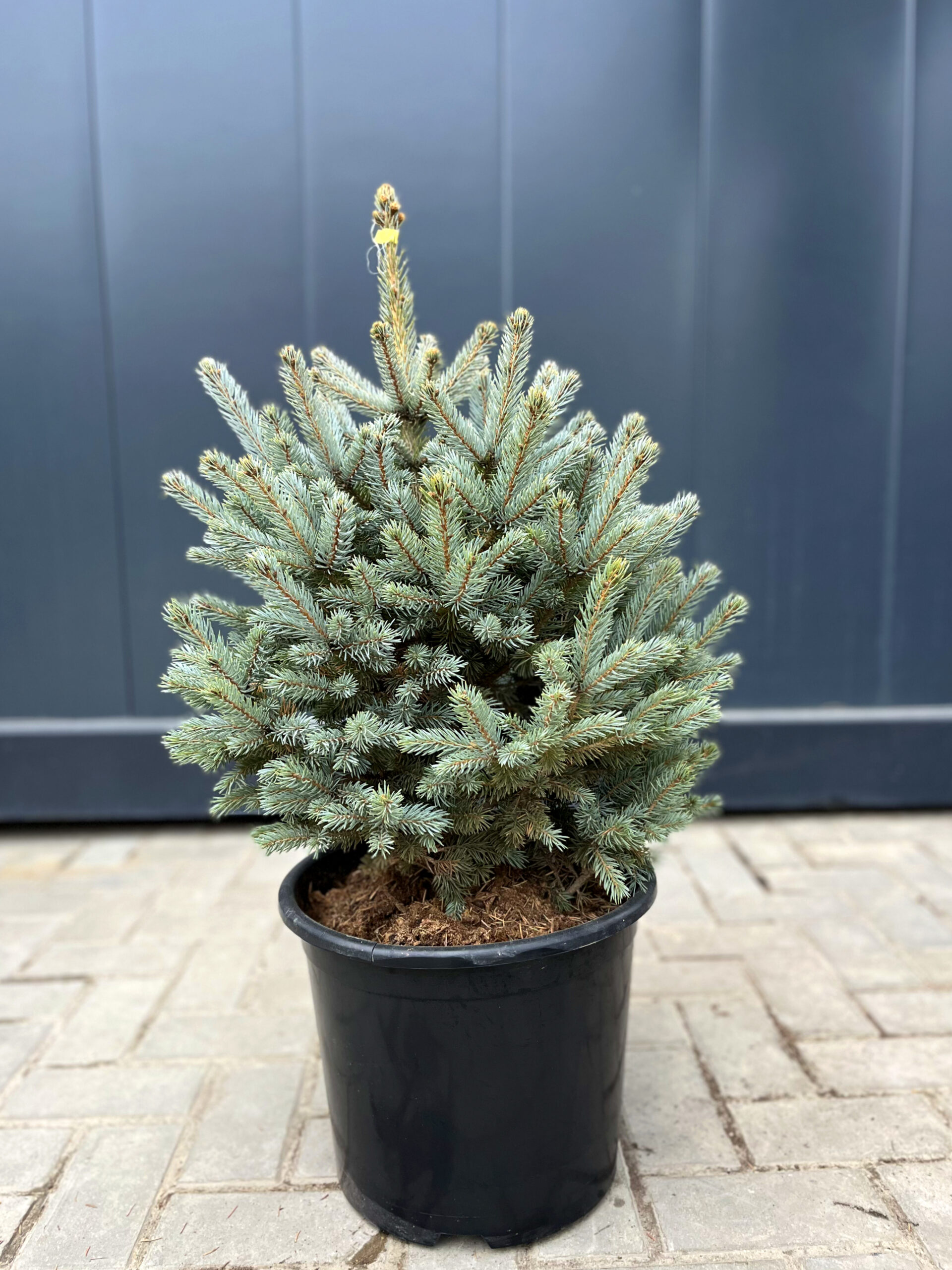 Molid argintiu Glauca - 50-60cm