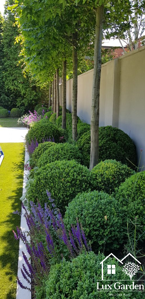 Buxus la ghiveci
