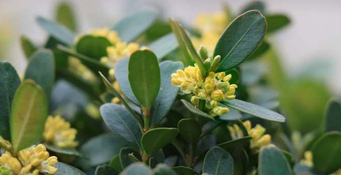 Buxus la ghiveci - imagine 3