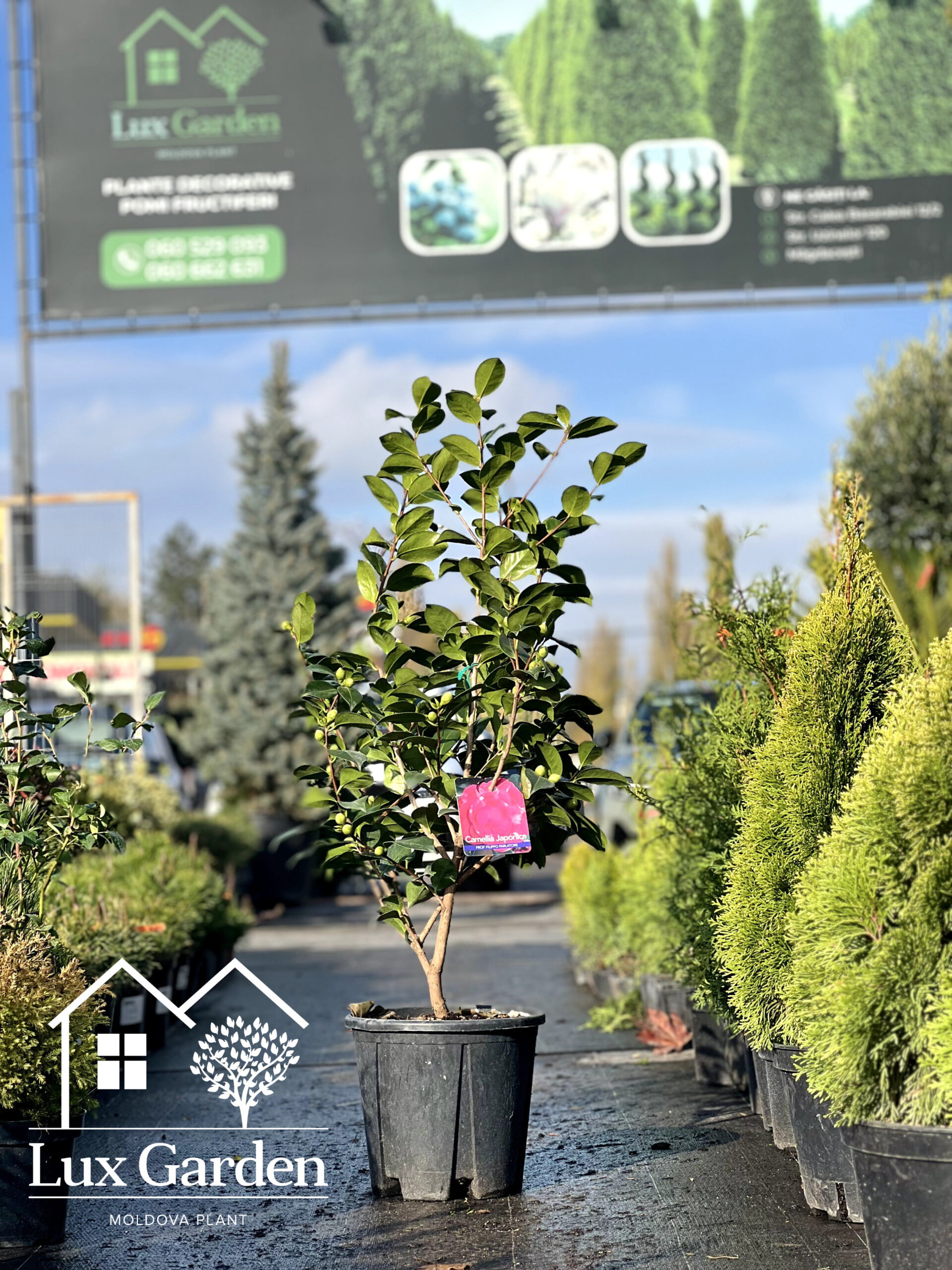 Camelia Japonica - imagine 4